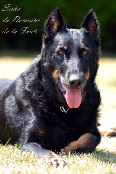 Sirka du domaine de la faute